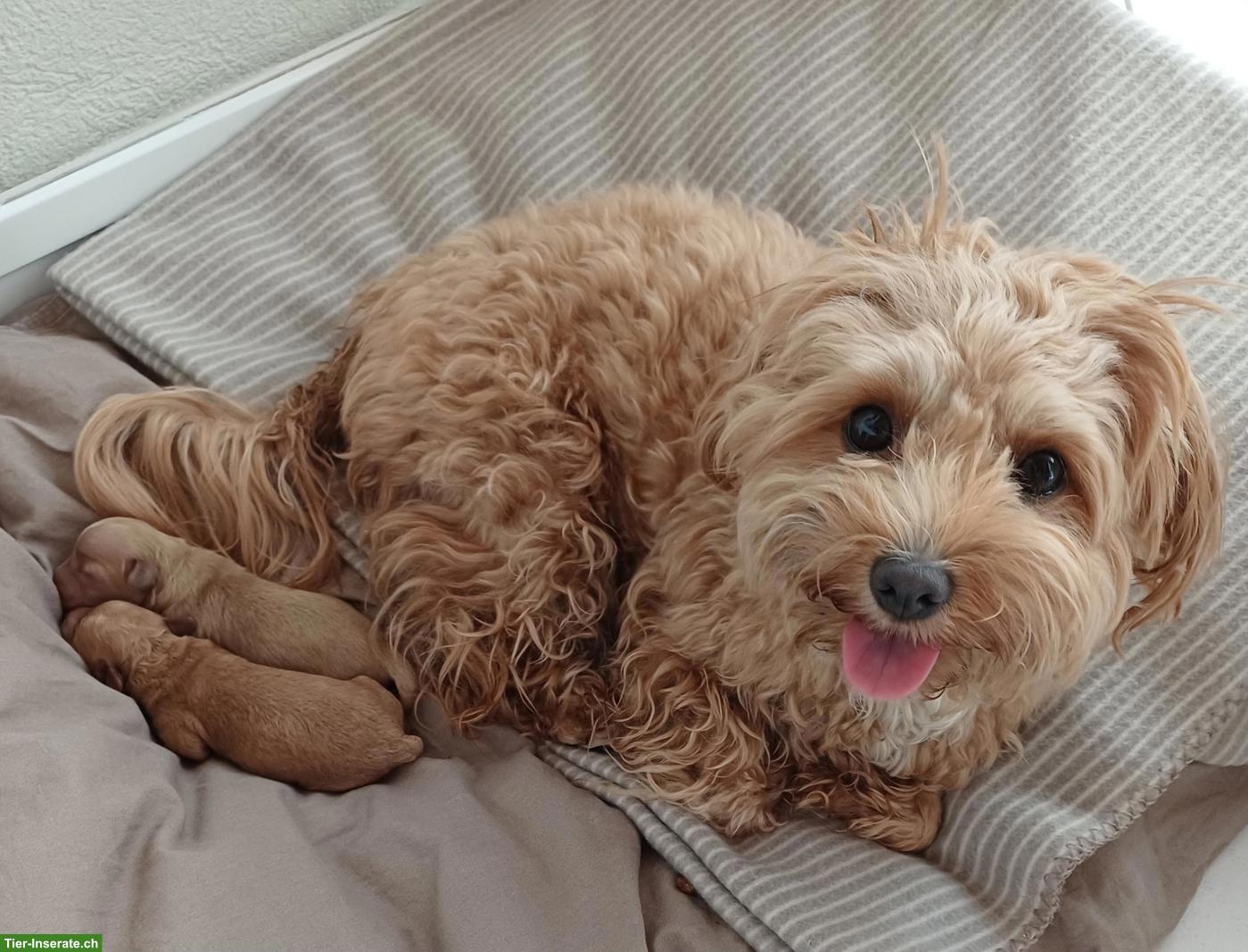 Bild 4: Maltipoo Welpen suchen tolle Familie