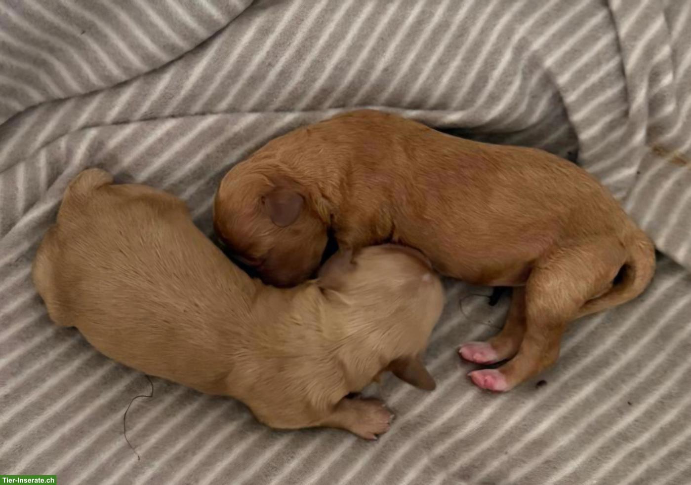 Bild 5: Maltipoo Welpen suchen tolle Familie