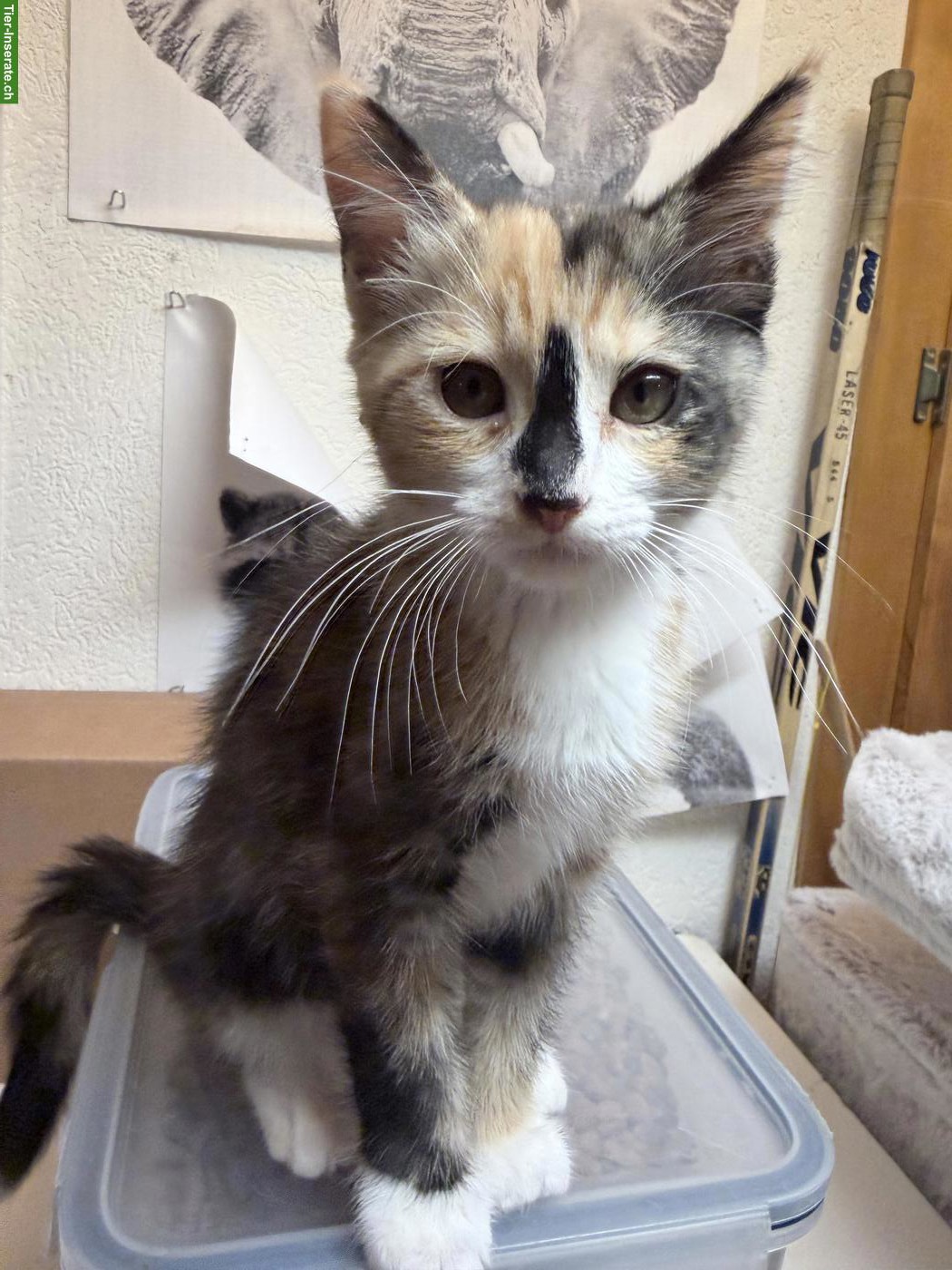 Sibirische Waldkatzen Mix Katze sucht Zuhause mit Freigang