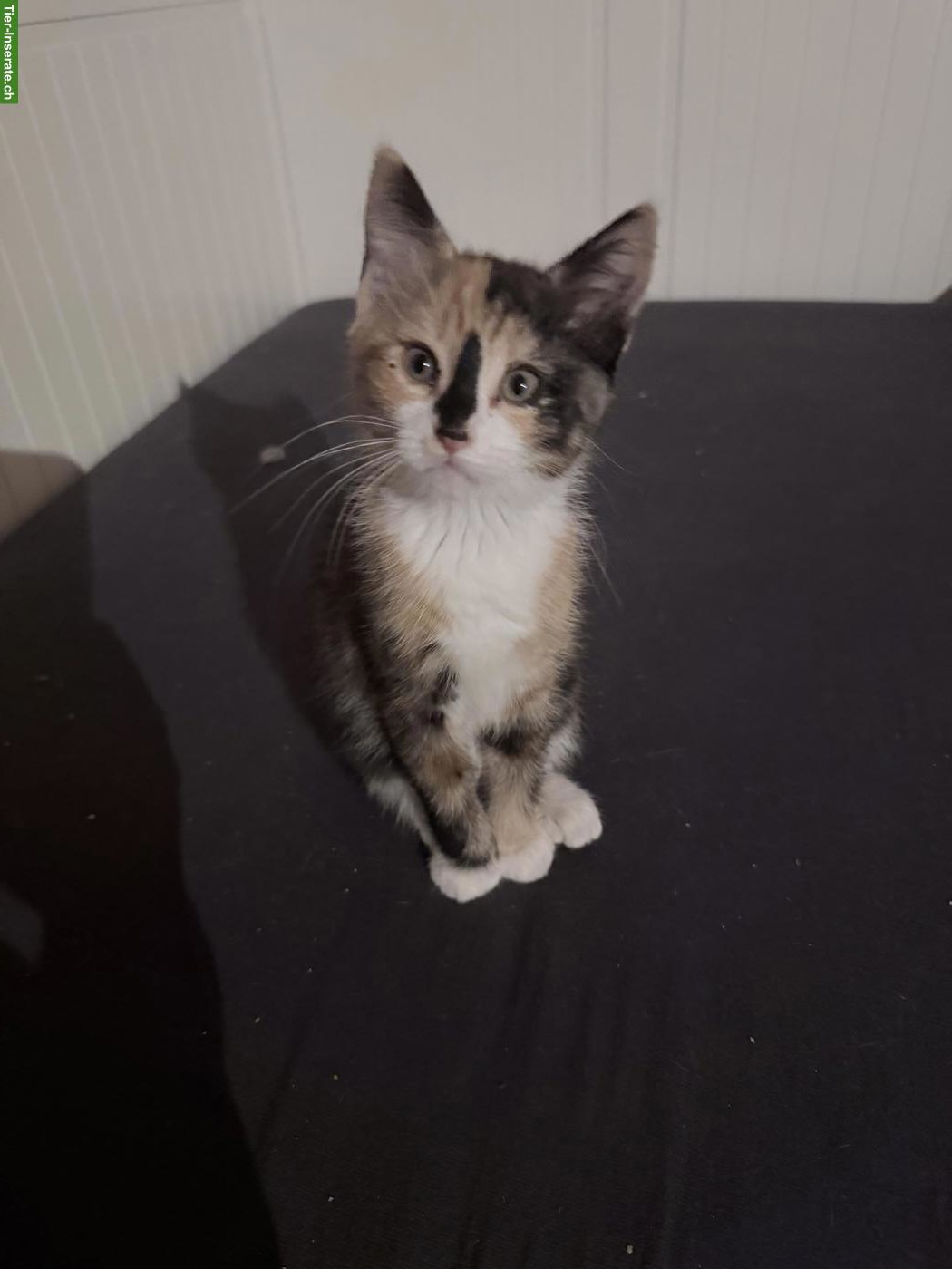 Bild 2: Sibirische Waldkatzen Mix Katze sucht Zuhause mit Freigang