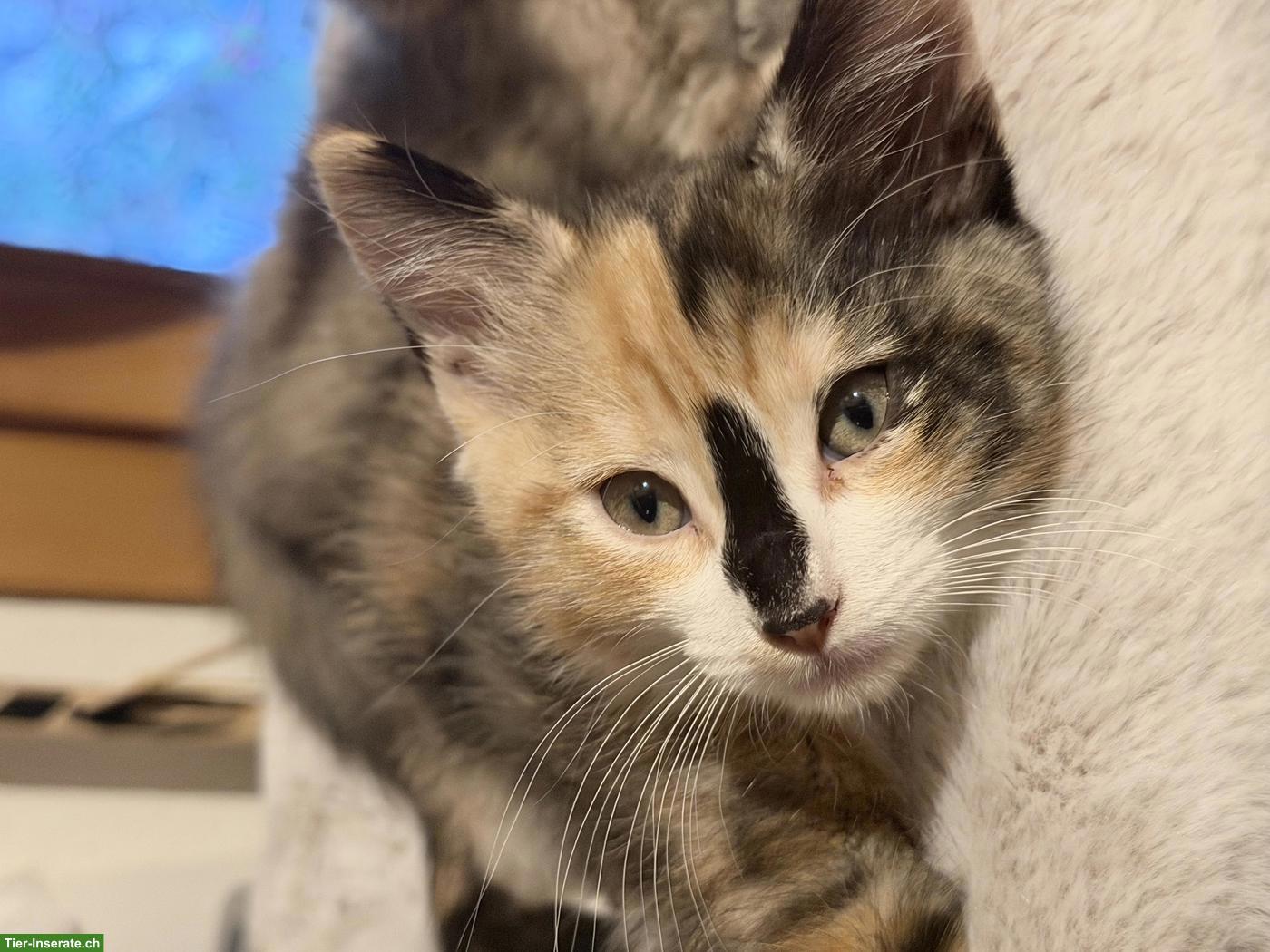 Bild 3: Sibirische Waldkatzen Mix Katze sucht Zuhause mit Freigang