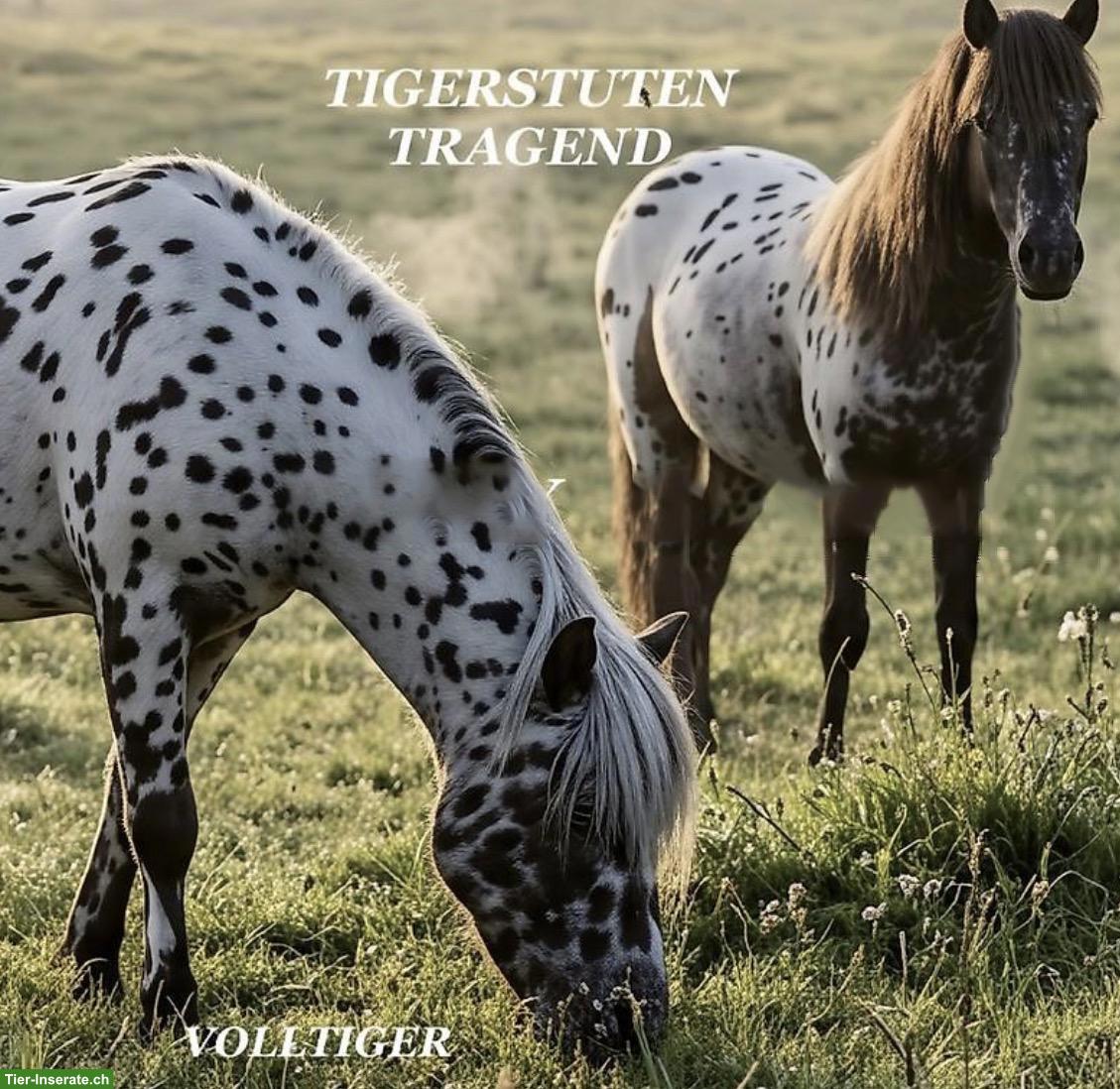 Bild 6: Minipferde Tigerschecken Familienzucht aus dem Emmental BE