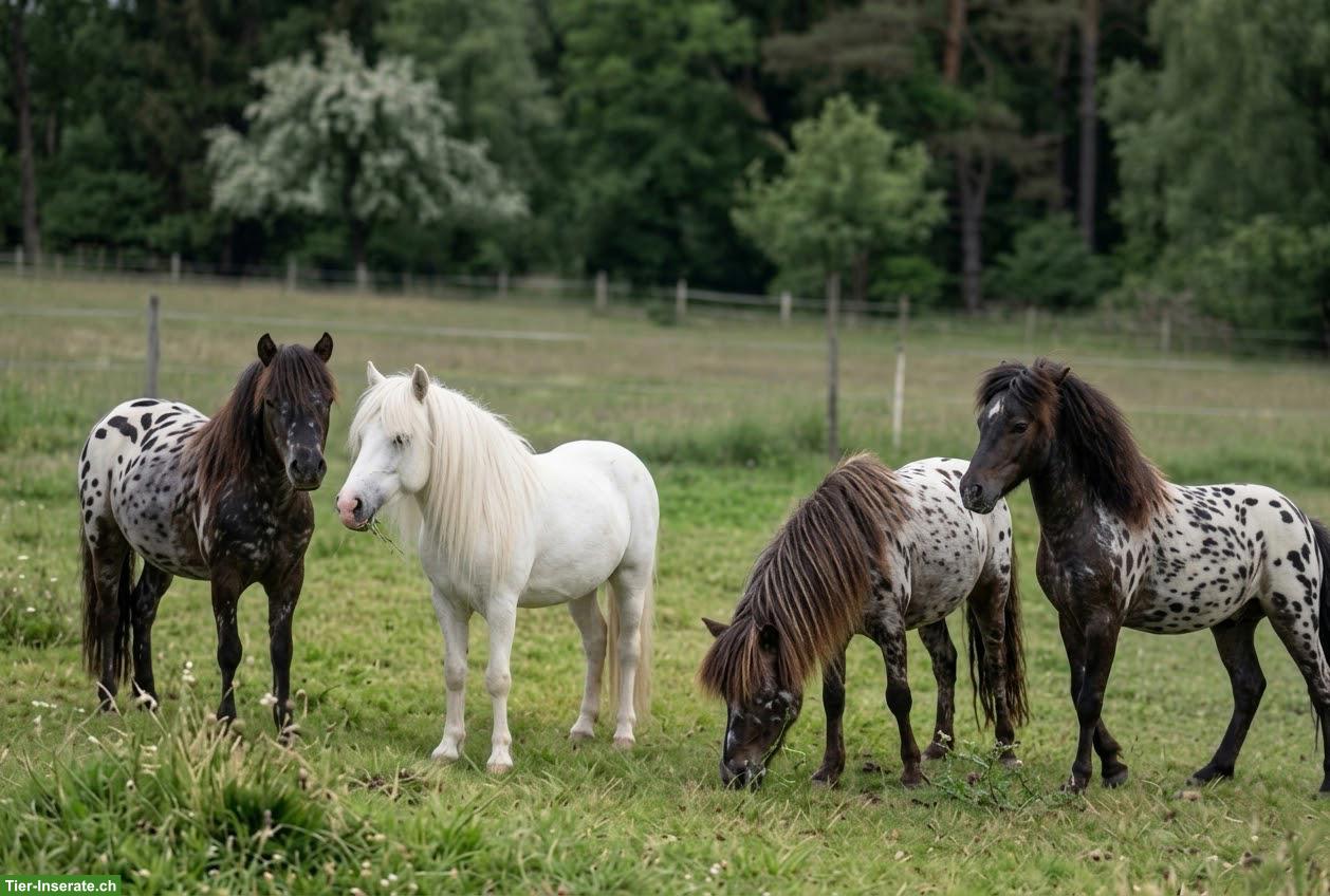 Bild 8: Minipferde Tigerschecken Familienzucht aus dem Emmental BE