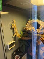 Kronengecko mit komplettem Terrarium & Zubehör
