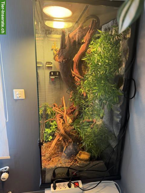 Bild 2: Kronengecko mit komplettem Terrarium & Zubehör