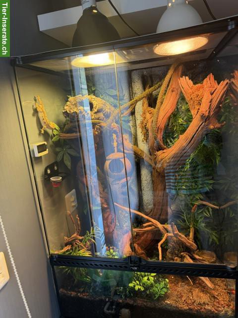 Bild 3: Kronengecko mit komplettem Terrarium & Zubehör