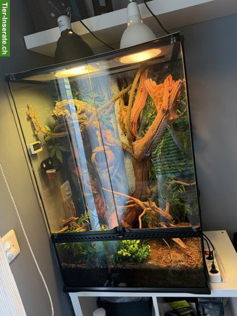 Bild 4: Kronengecko mit komplettem Terrarium & Zubehör