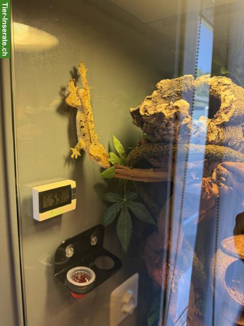 Bild 5: Kronengecko mit komplettem Terrarium & Zubehör