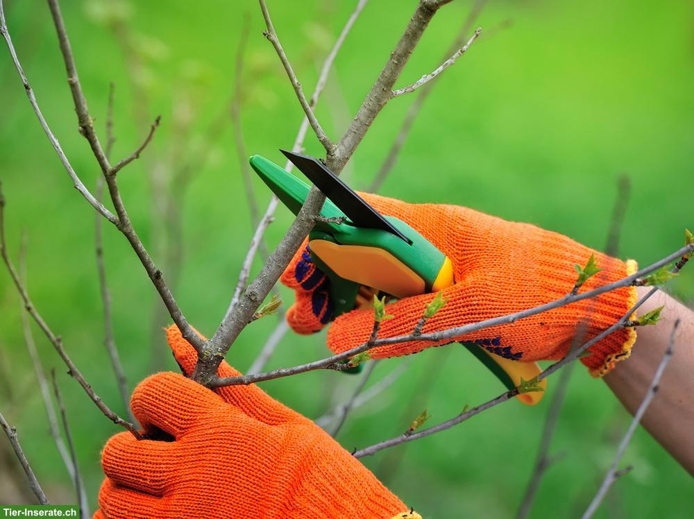 Bild 7: Biete Gartenarbeiten zu fairen Preisen