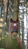 Reitbeteiligung für Paint Horse Wallach in Winikon LU