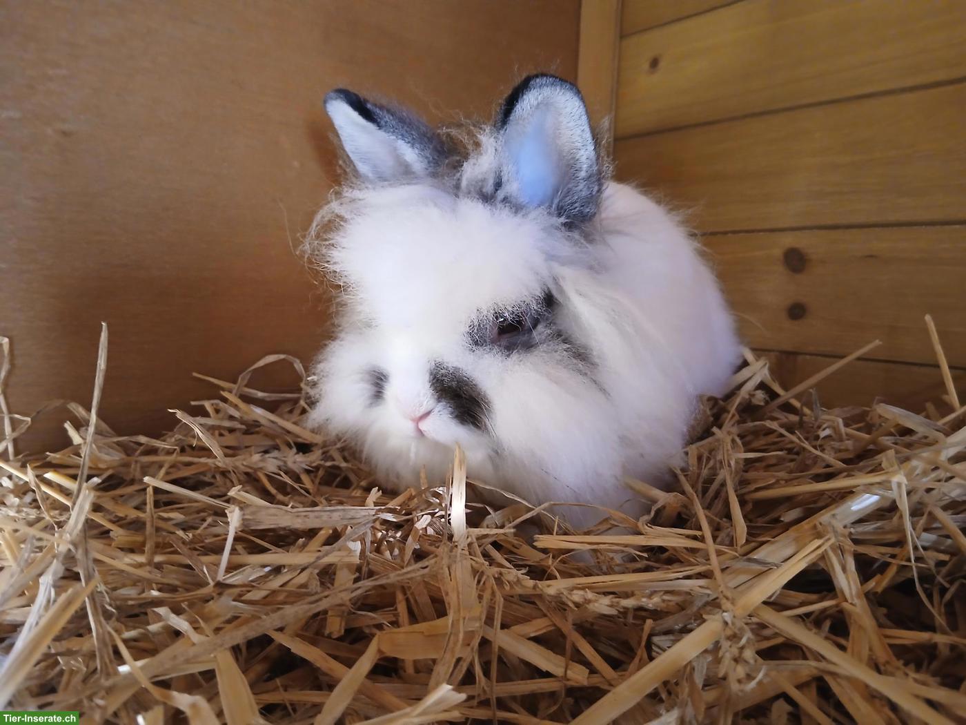 Löwenkopf Zwergkaninchen Böckli