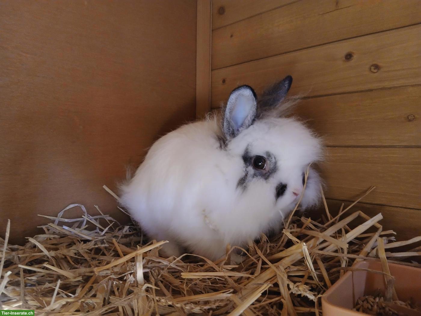 Bild 2: Löwenkopf Zwergkaninchen Böckli