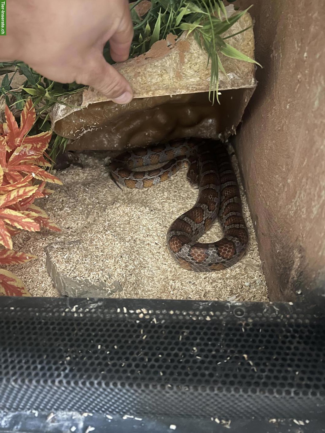 11-jähriges Kornnatter Männchen mit Terrarium