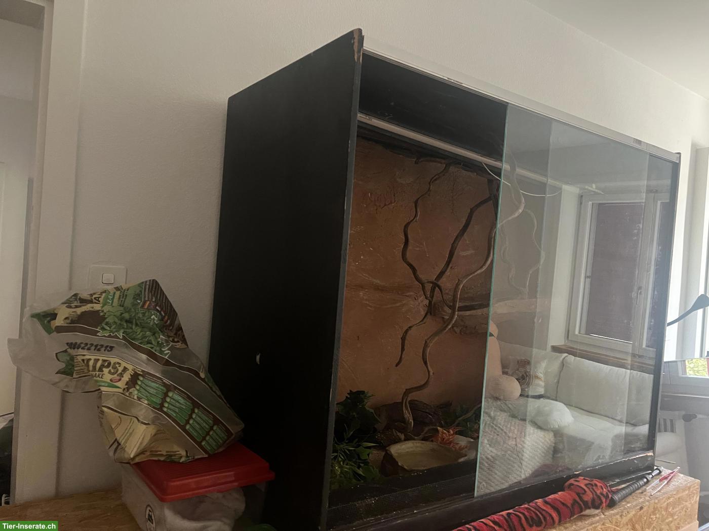 Bild 3: 11-jähriges Kornnatter Männchen mit Terrarium