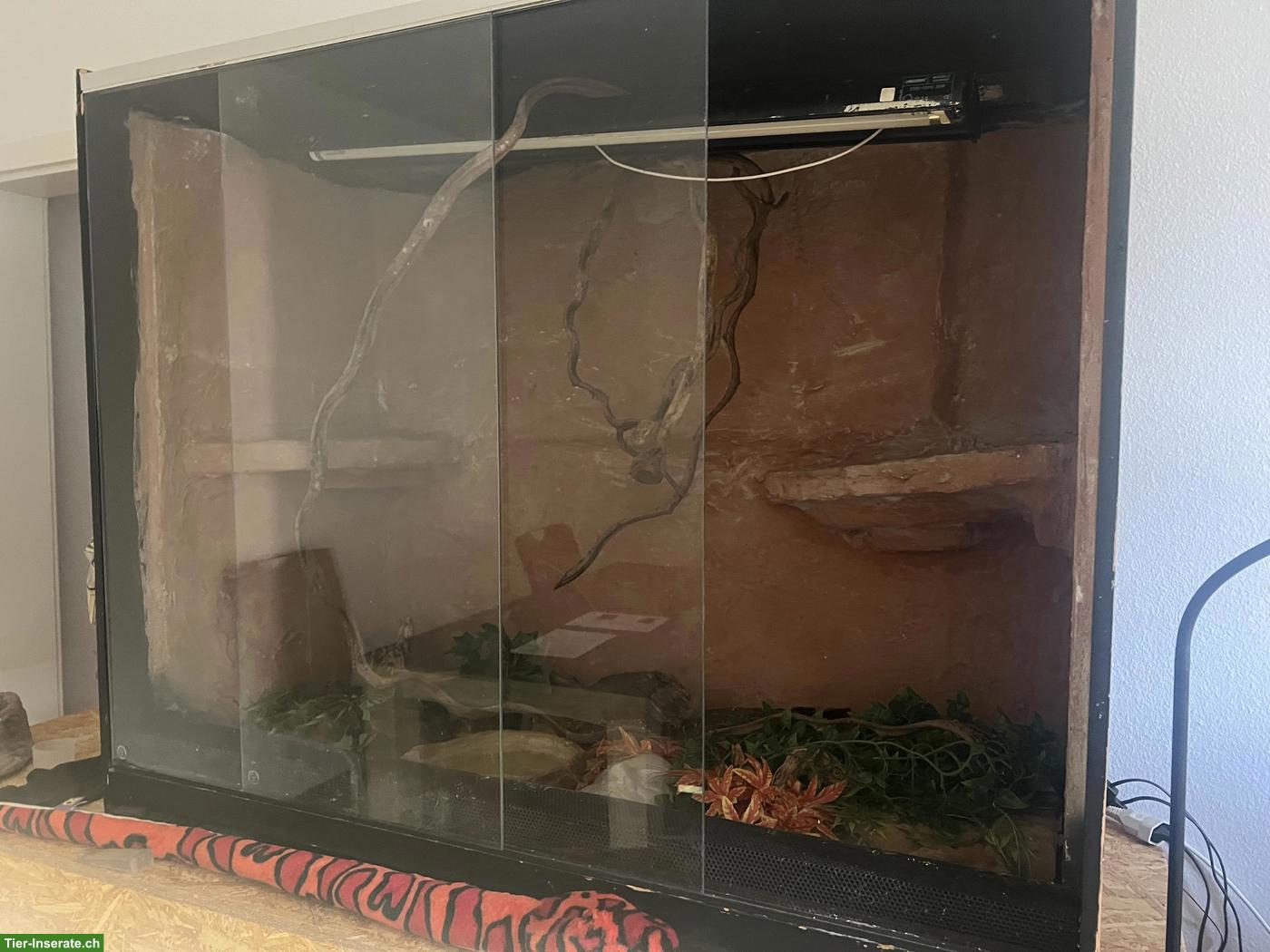 Bild 4: 11-jähriges Kornnatter Männchen mit Terrarium