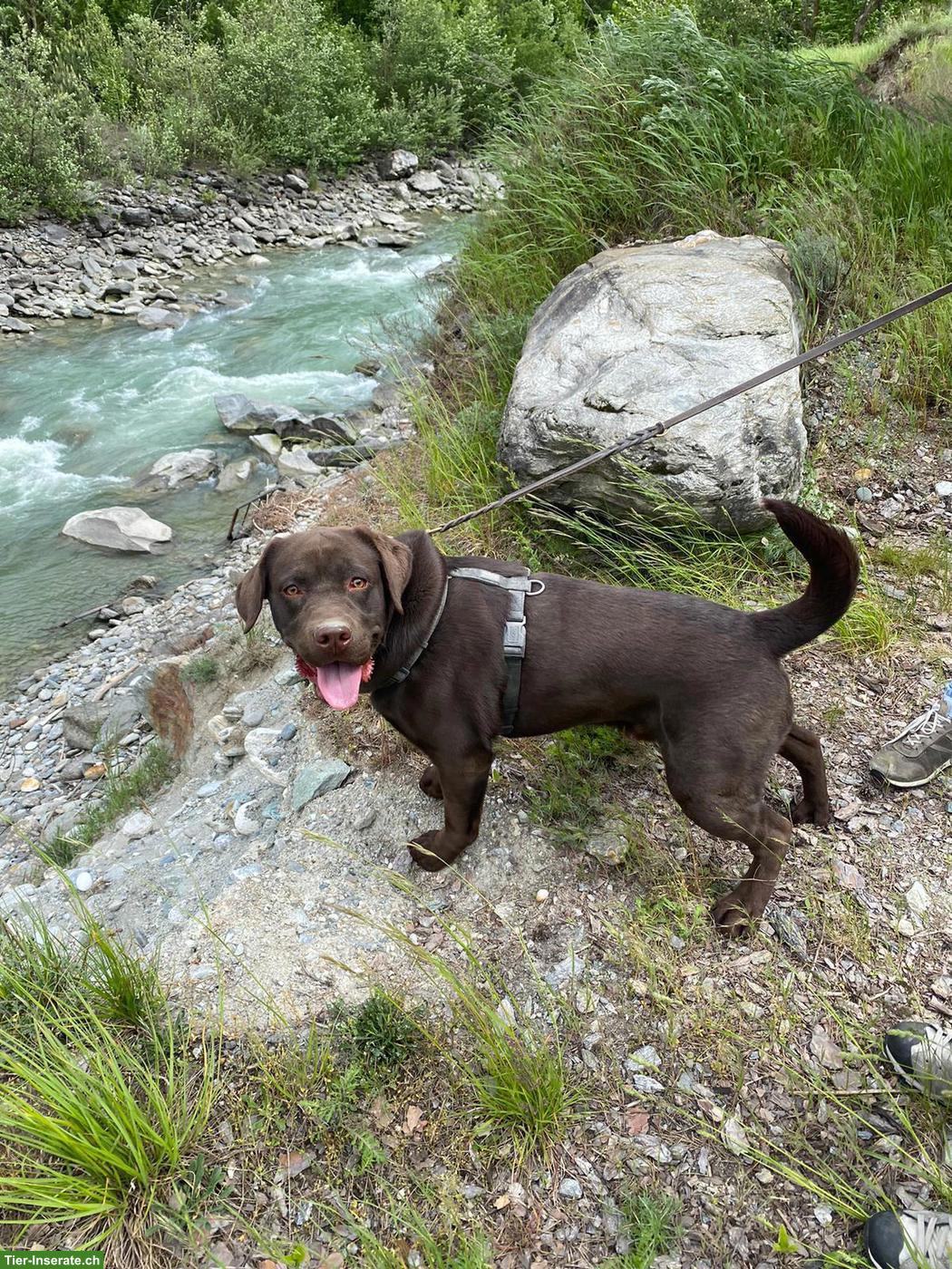 Labrador Rüde sucht hundeerfahrene Menschen
