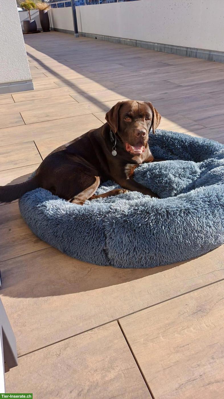 Bild 2: Labrador Rüde sucht hundeerfahrene Menschen