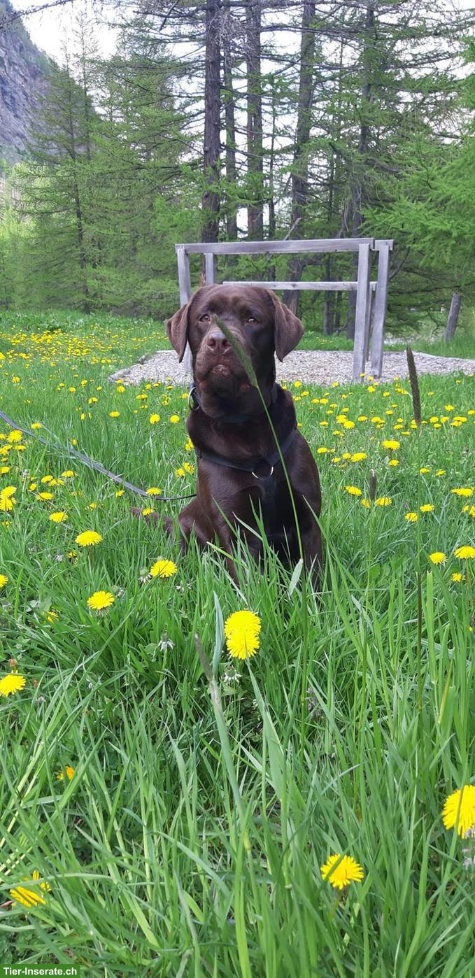 Bild 3: Labrador Rüde sucht hundeerfahrene Menschen