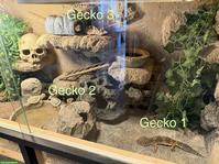 3 Leopardgeckos mit Terrarium & komplettem Zubehör