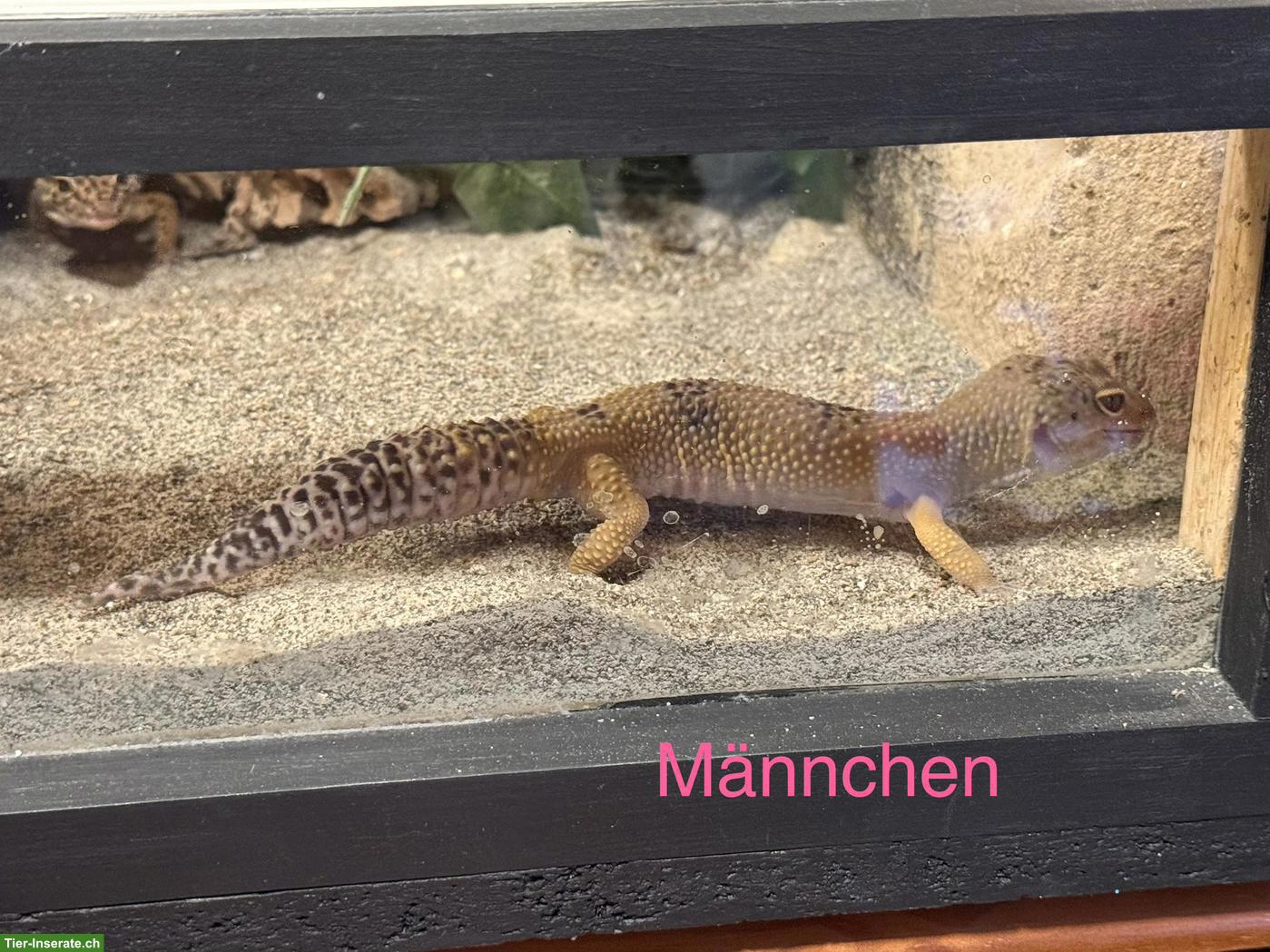 Bild 10: 3 Leopardgeckos mit Terrarium & komplettem Zubehör