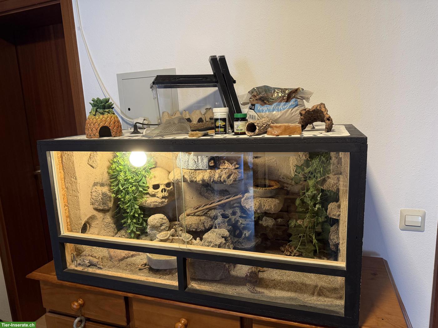 Bild 2: 3 Leopardgeckos mit Terrarium & komplettem Zubehör