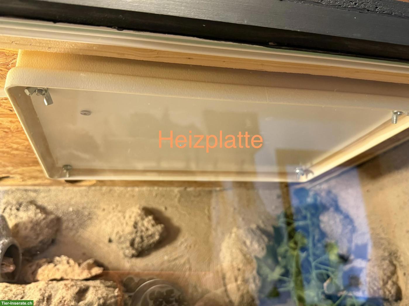 Bild 5: 3 Leopardgeckos mit Terrarium & komplettem Zubehör