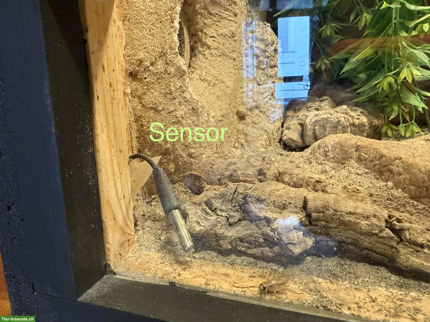 Bild 6: 3 Leopardgeckos mit Terrarium & komplettem Zubehör
