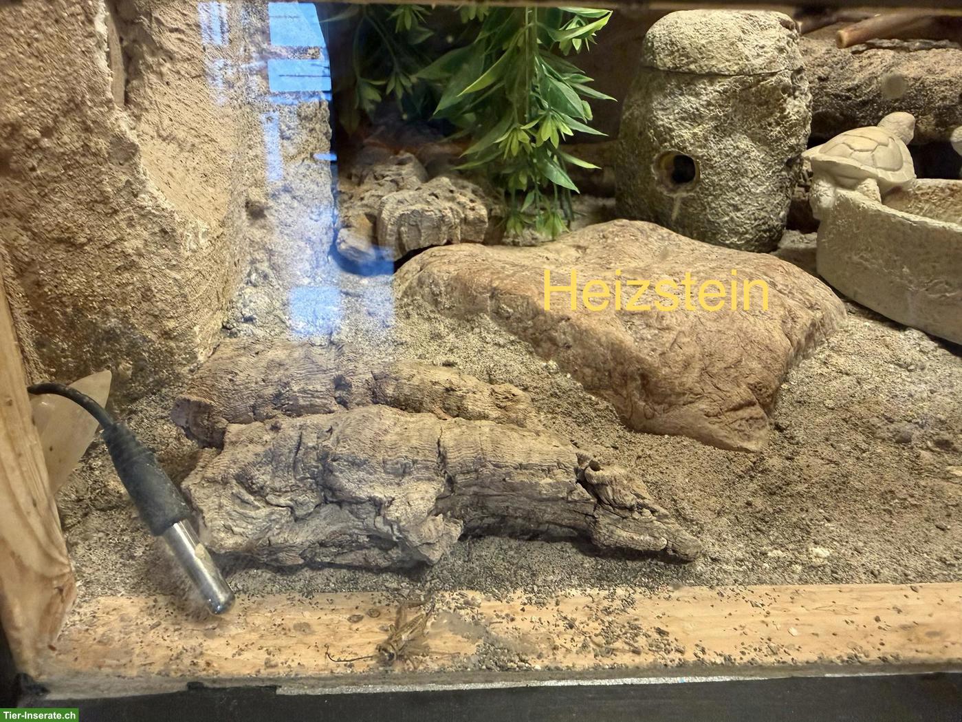 Bild 7: 3 Leopardgeckos mit Terrarium & komplettem Zubehör