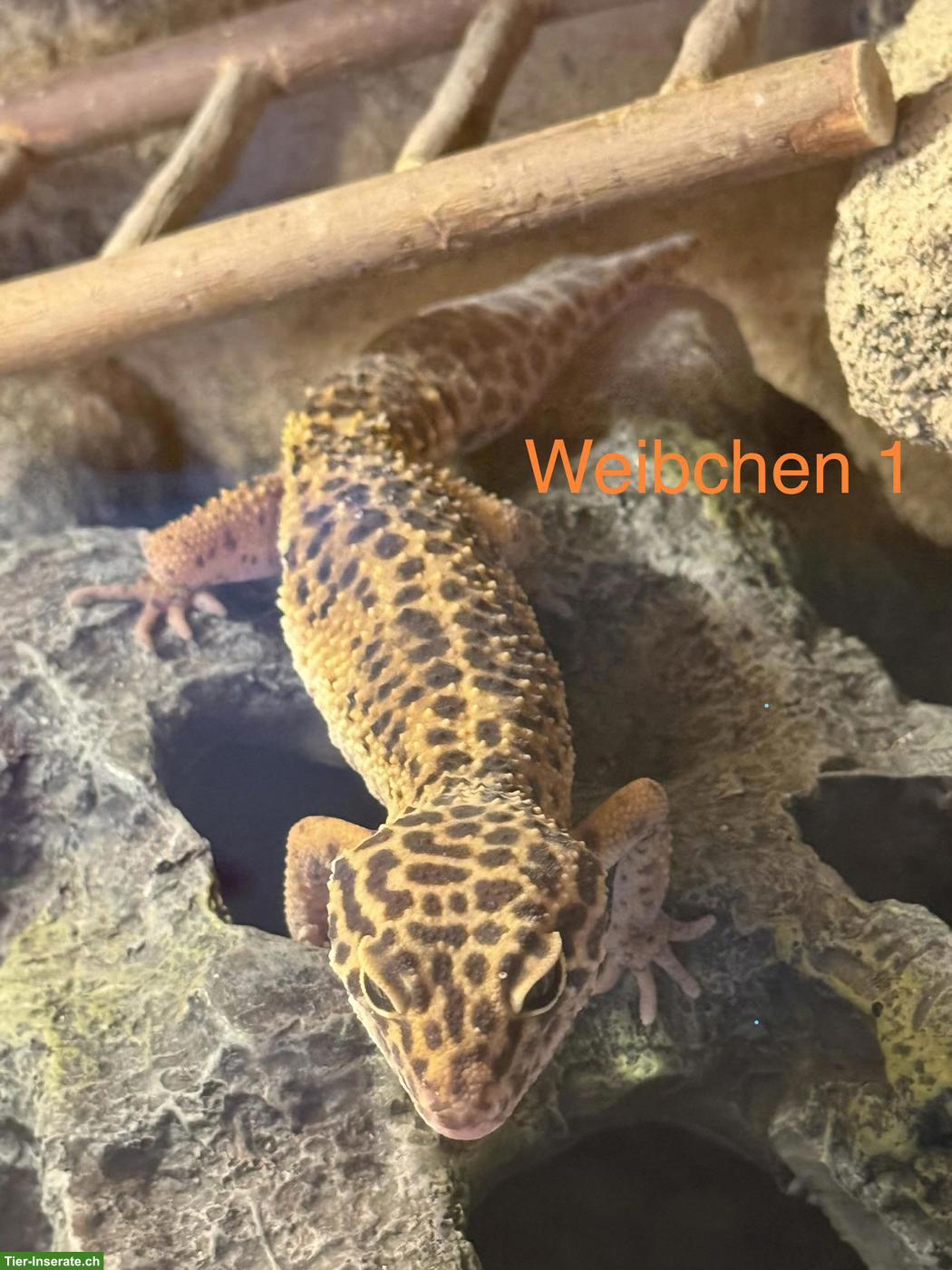 Bild 8: 3 Leopardgeckos mit Terrarium & komplettem Zubehör