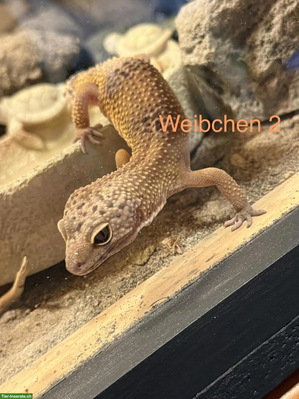 Bild 9: 3 Leopardgeckos mit Terrarium & komplettem Zubehör