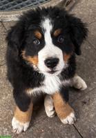 Süsser Berner Sennenhund Welpe (Rüde)