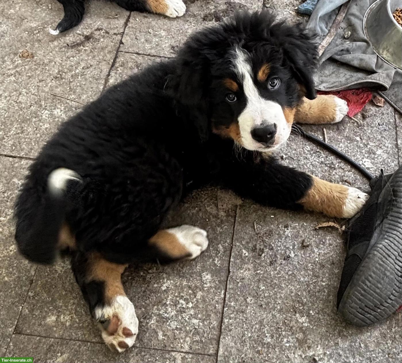 Bild 2: Süsser Berner Sennenhund Welpe (Rüde)