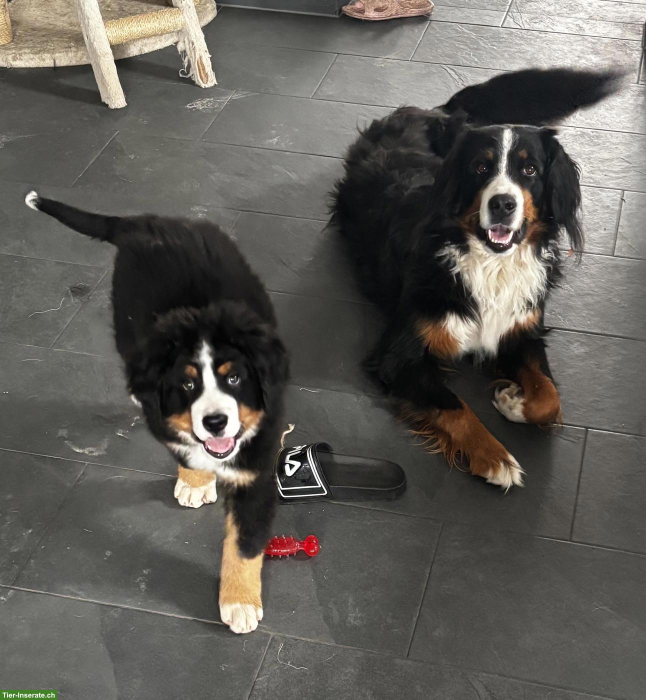 Bild 3: Süsser Berner Sennenhund Welpe (Rüde)