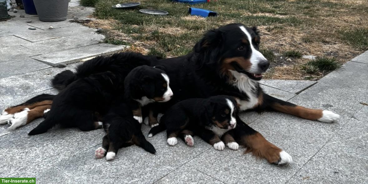 Bild 4: Süsser Berner Sennenhund Welpe (Rüde)