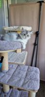 BLH/Perser Kitten (Kater) sucht ein Zuhause