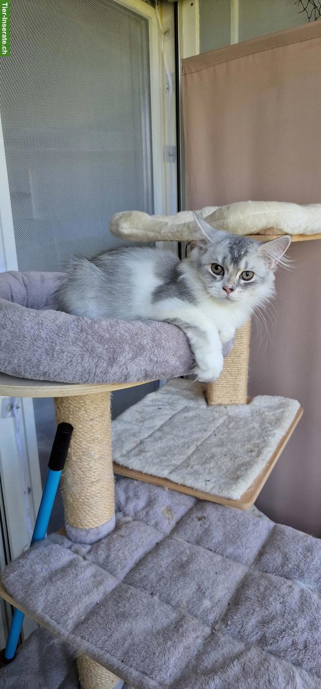 Bild 3: BLH/Perser Kitten (Kater) sucht ein Zuhause