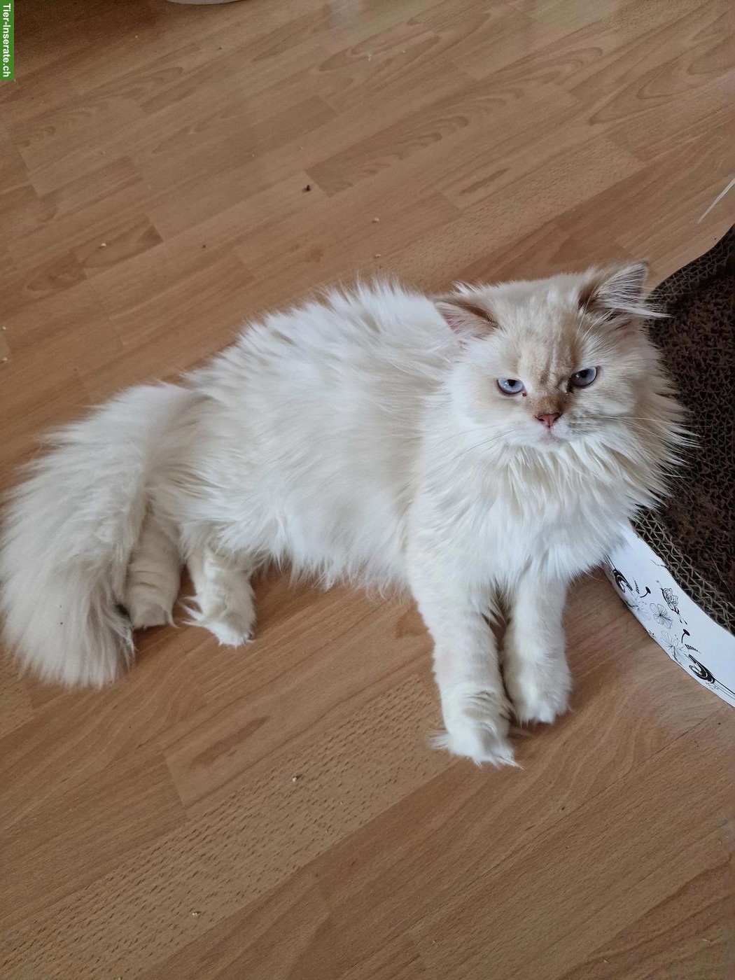 Bild 4: BLH/Perser Kitten (Kater) sucht ein Zuhause