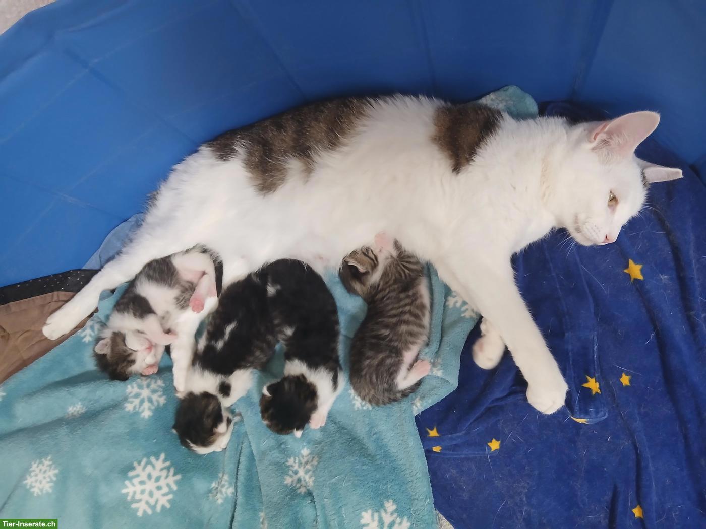 4 Bengal Mix Kitten abzugeben