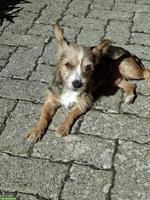 Kleiner Rüde sucht grosses Körbchen