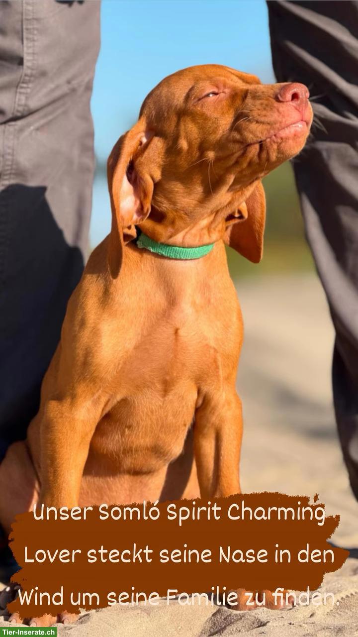 Magyar Vizsla Welpe (Rüde) mit FCI-Ahnentafel