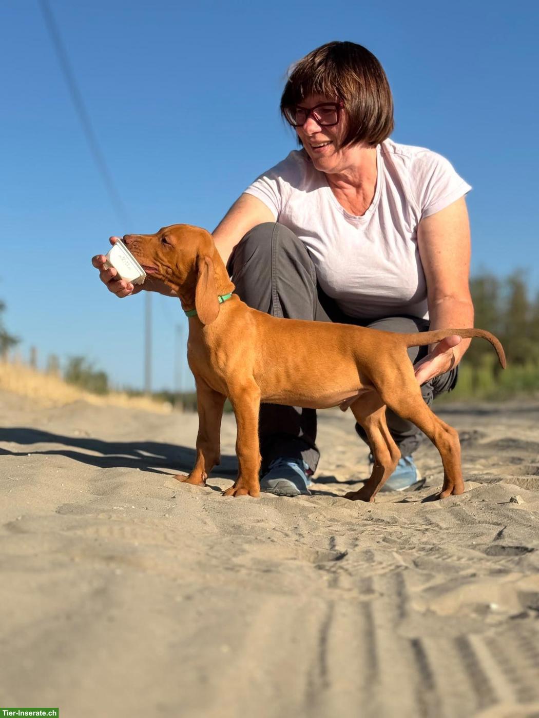 Bild 2: Magyar Vizsla Welpe (Rüde) mit FCI-Ahnentafel