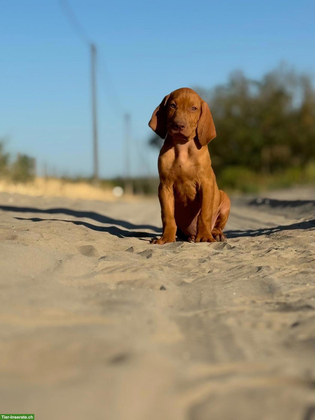 Bild 3: Magyar Vizsla Welpe (Rüde) mit FCI-Ahnentafel