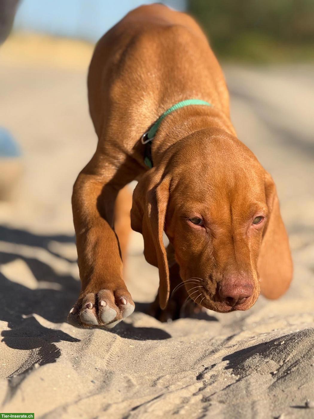 Bild 4: Magyar Vizsla Welpe (Rüde) mit FCI-Ahnentafel