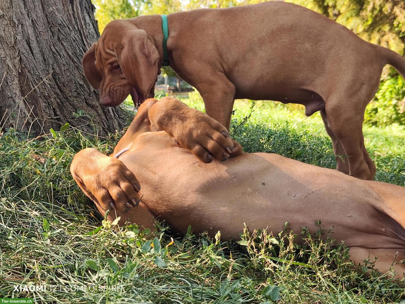 Bild 5: Magyar Vizsla Welpe (Rüde) mit FCI-Ahnentafel