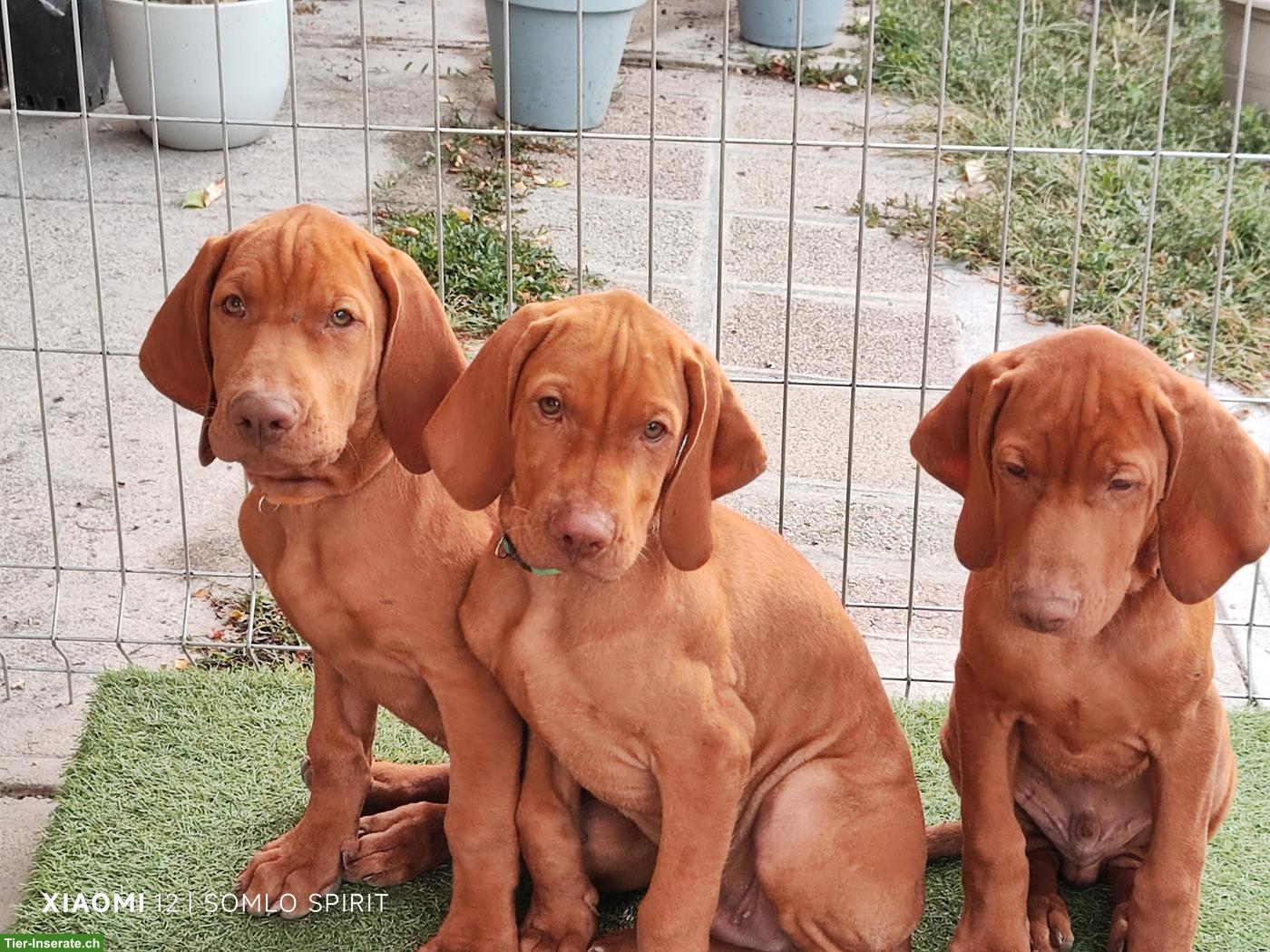 Bild 6: Magyar Vizsla Welpe (Rüde) mit FCI-Ahnentafel