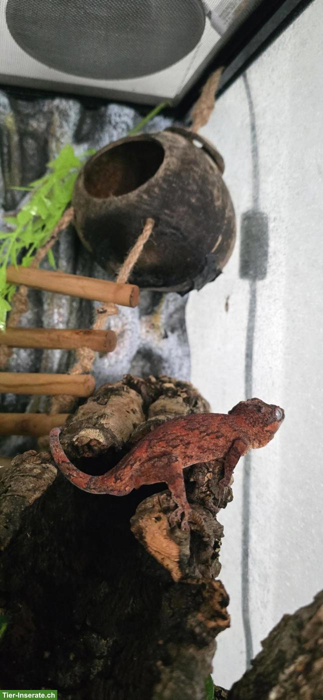 Rhacodactylus auriculatus 1.0.3 (Höckerkopfgeckos)
