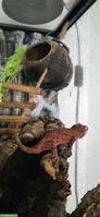 Rhacodactylus auriculatus 1.0.3 (Höckerkopfgeckos)