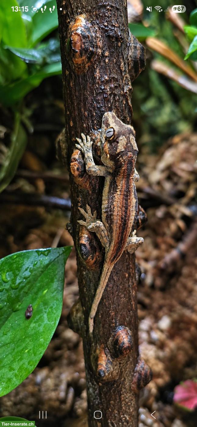 Bild 2: Rhacodactylus auriculatus 1.0.3 (Höckerkopfgeckos)