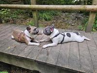 2 Französische Bulldoggen Junghunde suchen Für-immer-Zuhause