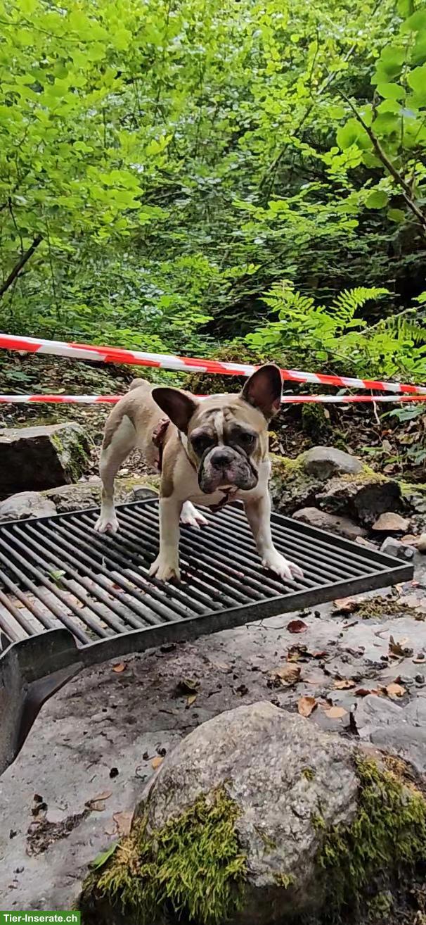 Bild 2: 2 Französische Bulldoggen Junghunde suchen Für-immer-Zuhause